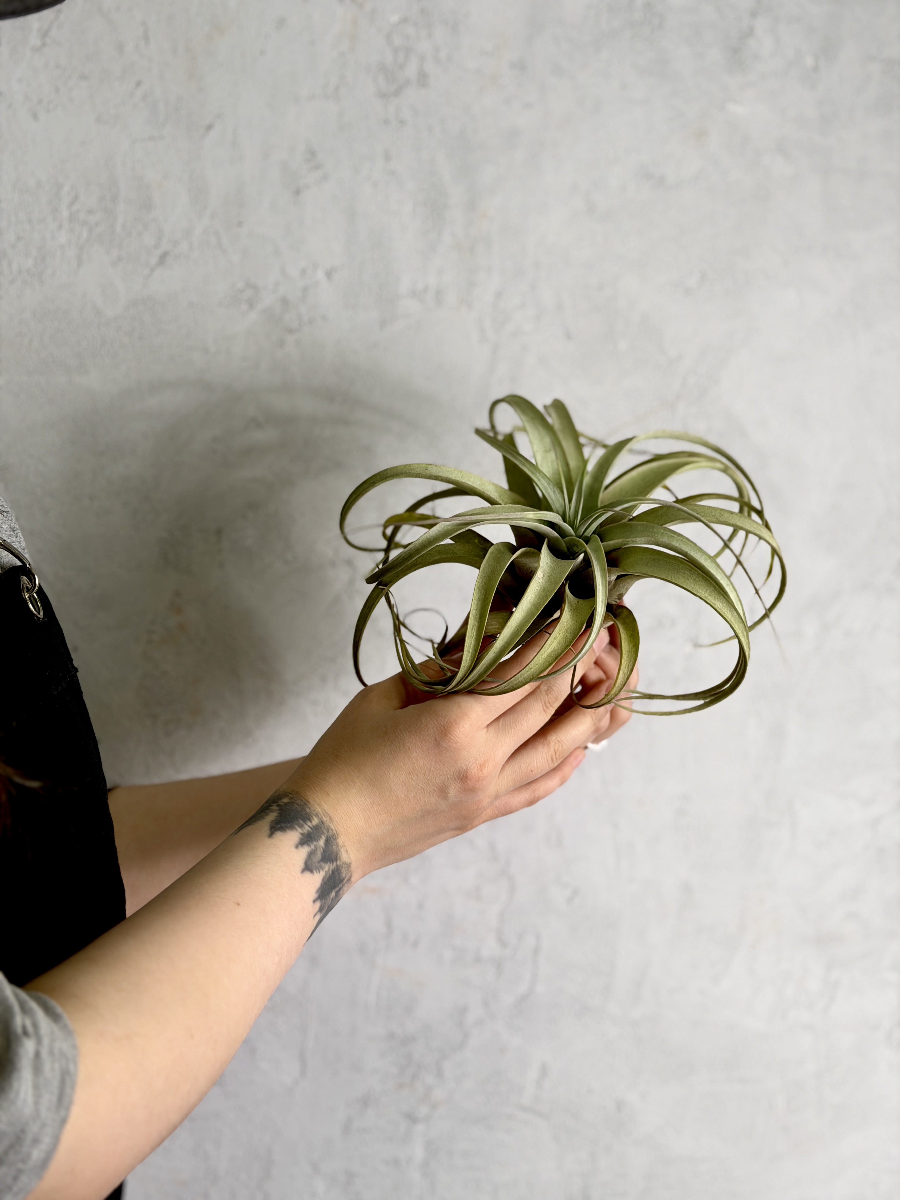 Тилландсия Ксерографика XL (Tillandsia Xerographica XL)