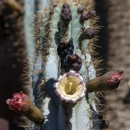 Кактус Пилозоцереус Пахикладус (Pilosocereus Pachycladus) D5см