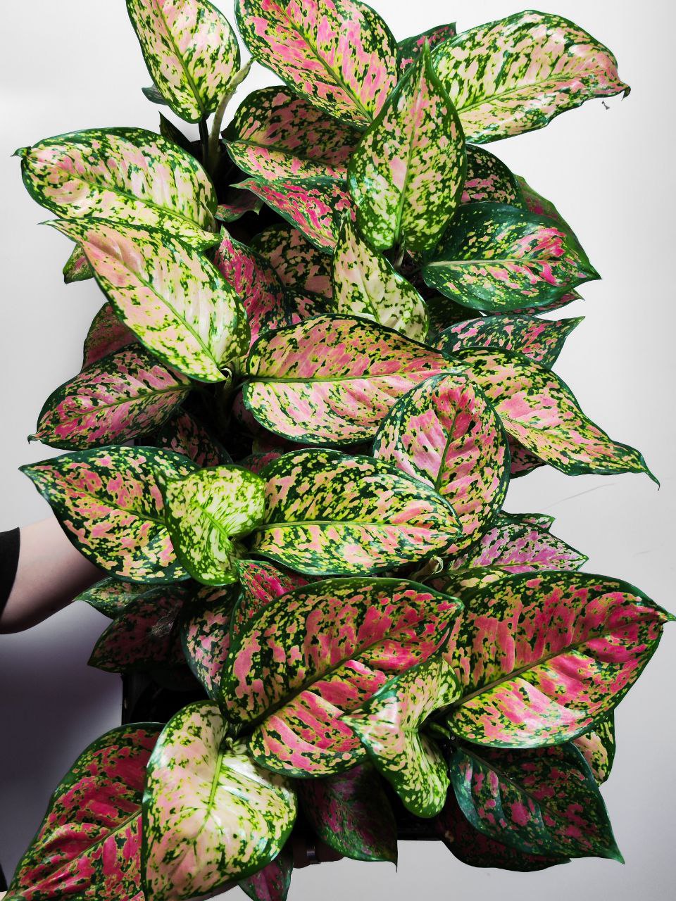 Аглаонема Кримсон Лав (Aglaonema Crimson Love) D12см