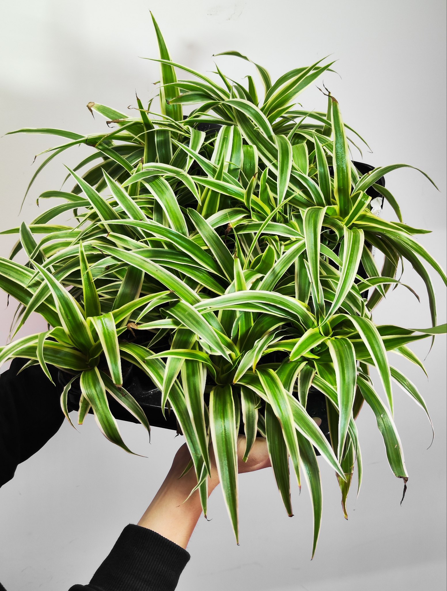 Хлорофитум Океан (Chlorophytum Ocean) D7см