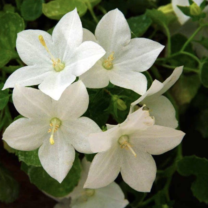 Кампанула Изофилла Белая, или Колокольчик Невеста (Campanula Isophylla White) D11см