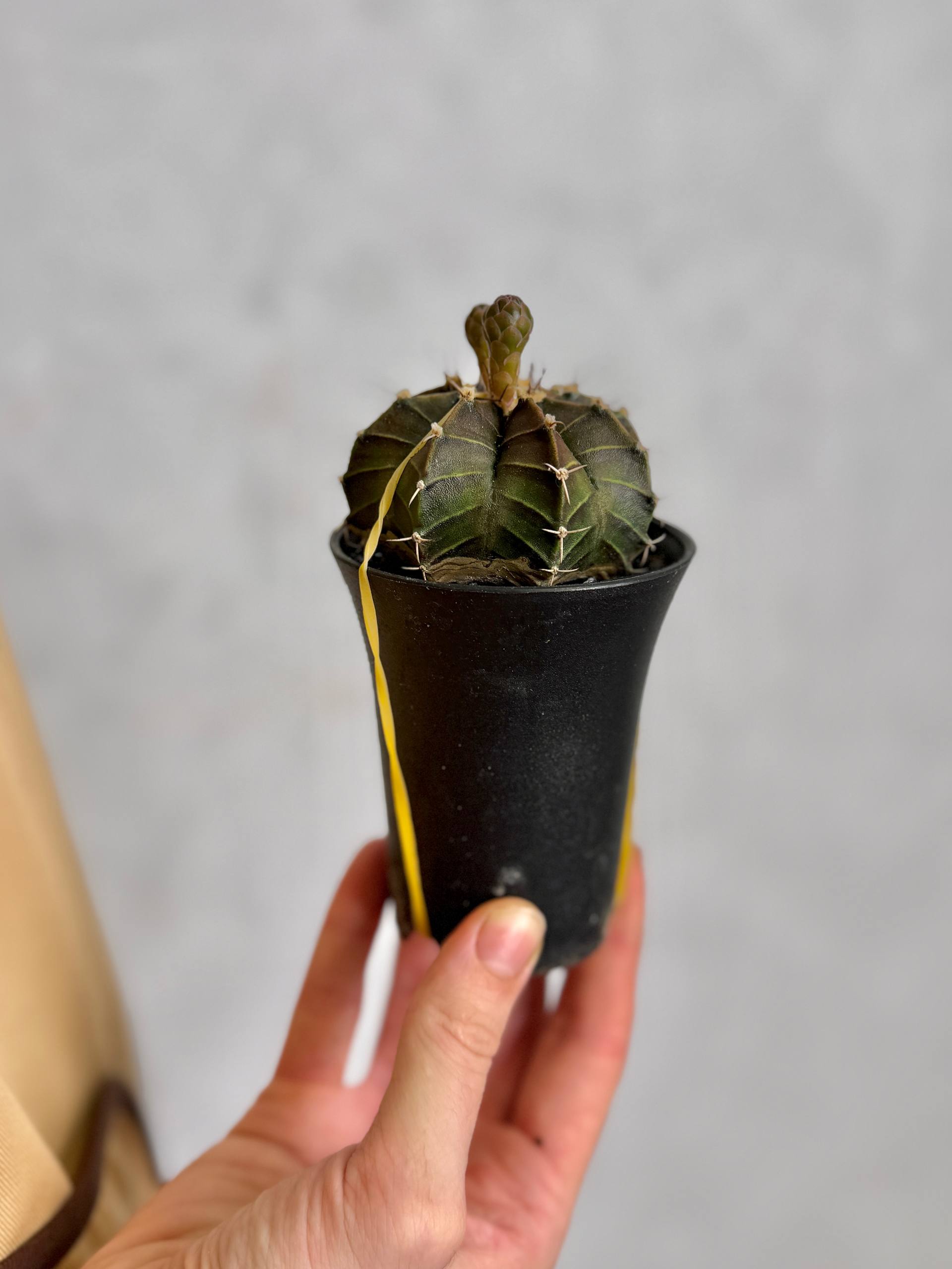 Гимнокалициум Фридриха (Gymnocalycium Friedrichii) D7,5см