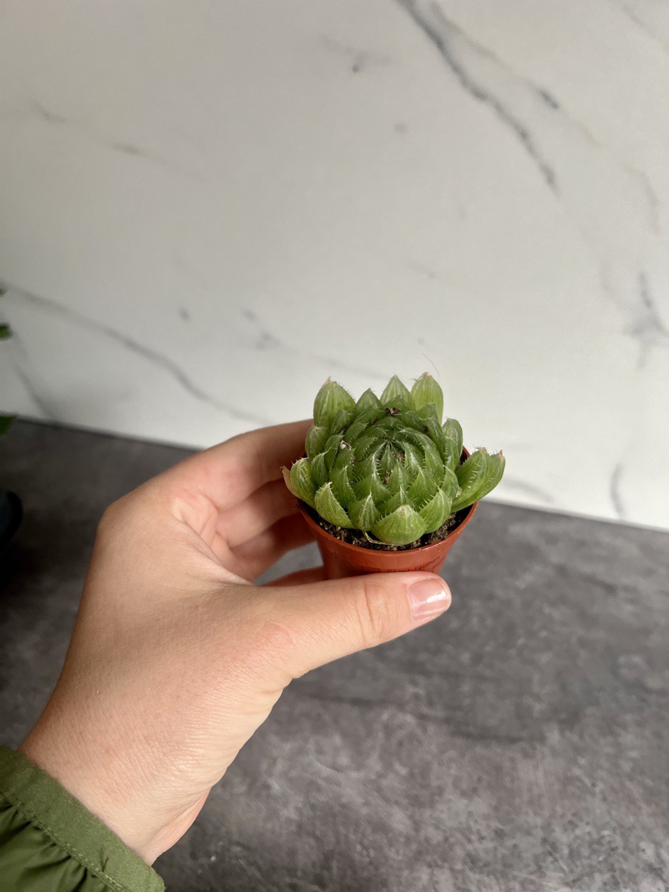 Хавортия Купера Пиктурата (Haworthia Cooperi var. Picturata) D5см