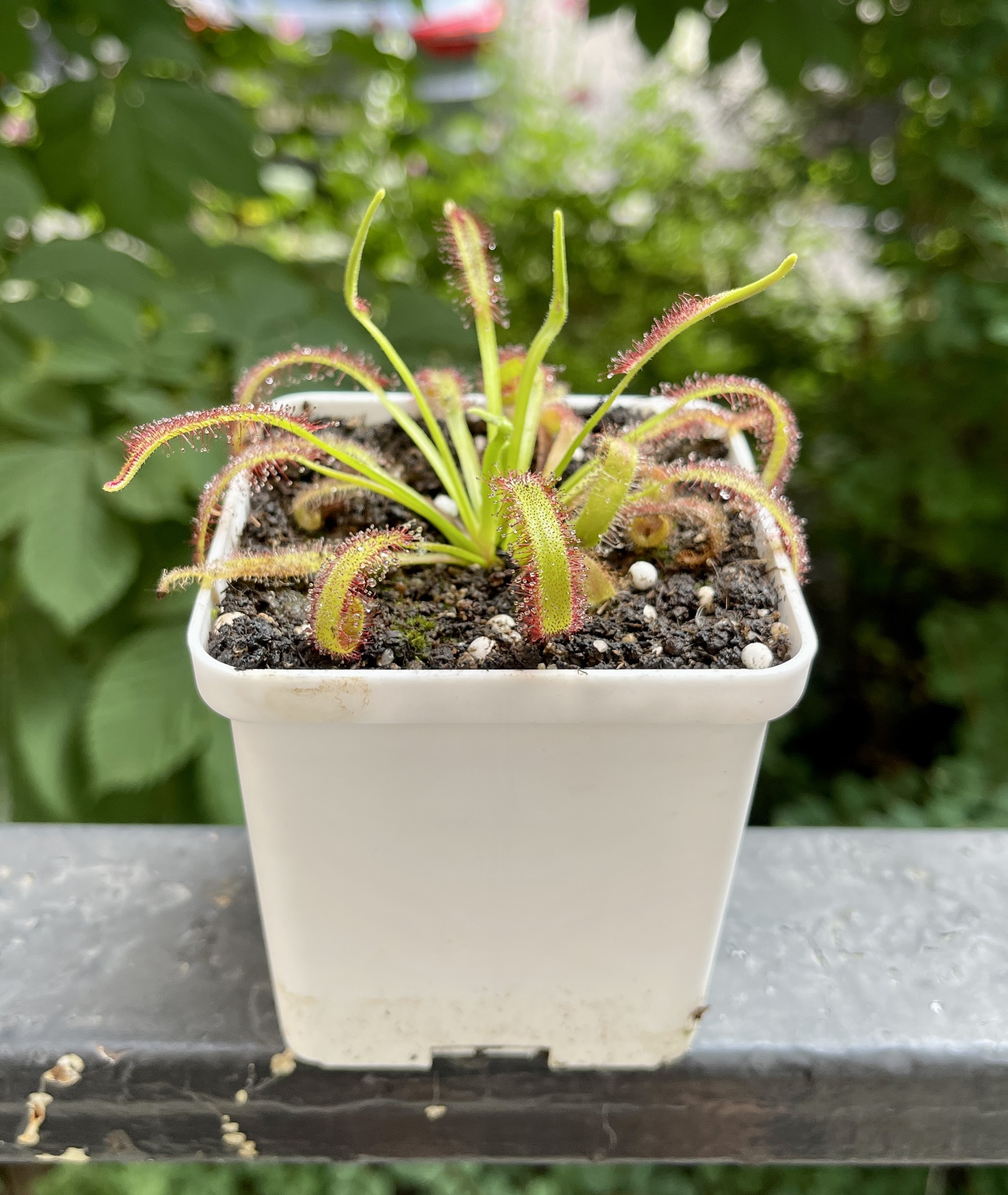 Росянка Капская с широкими листьями (Drosera capensis Broad Leaf) D8см
