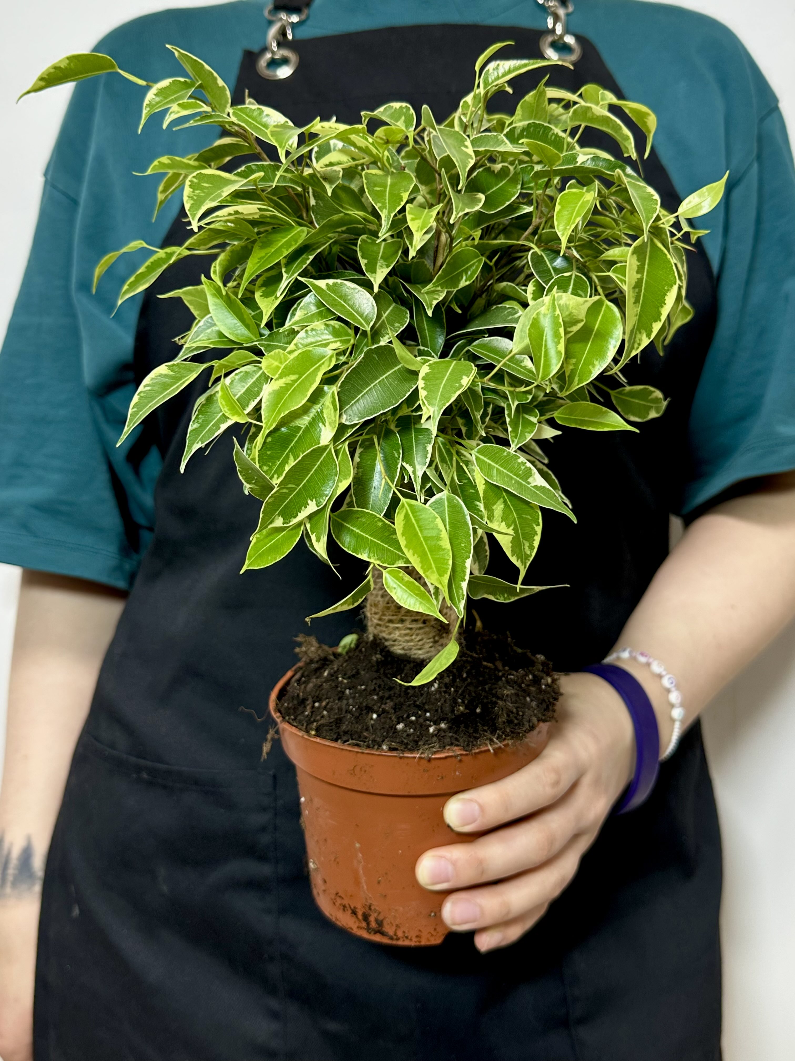 Фикус Бенджамина Кинки в джуте (Ficus Be Kinky Jute Stam) D12см