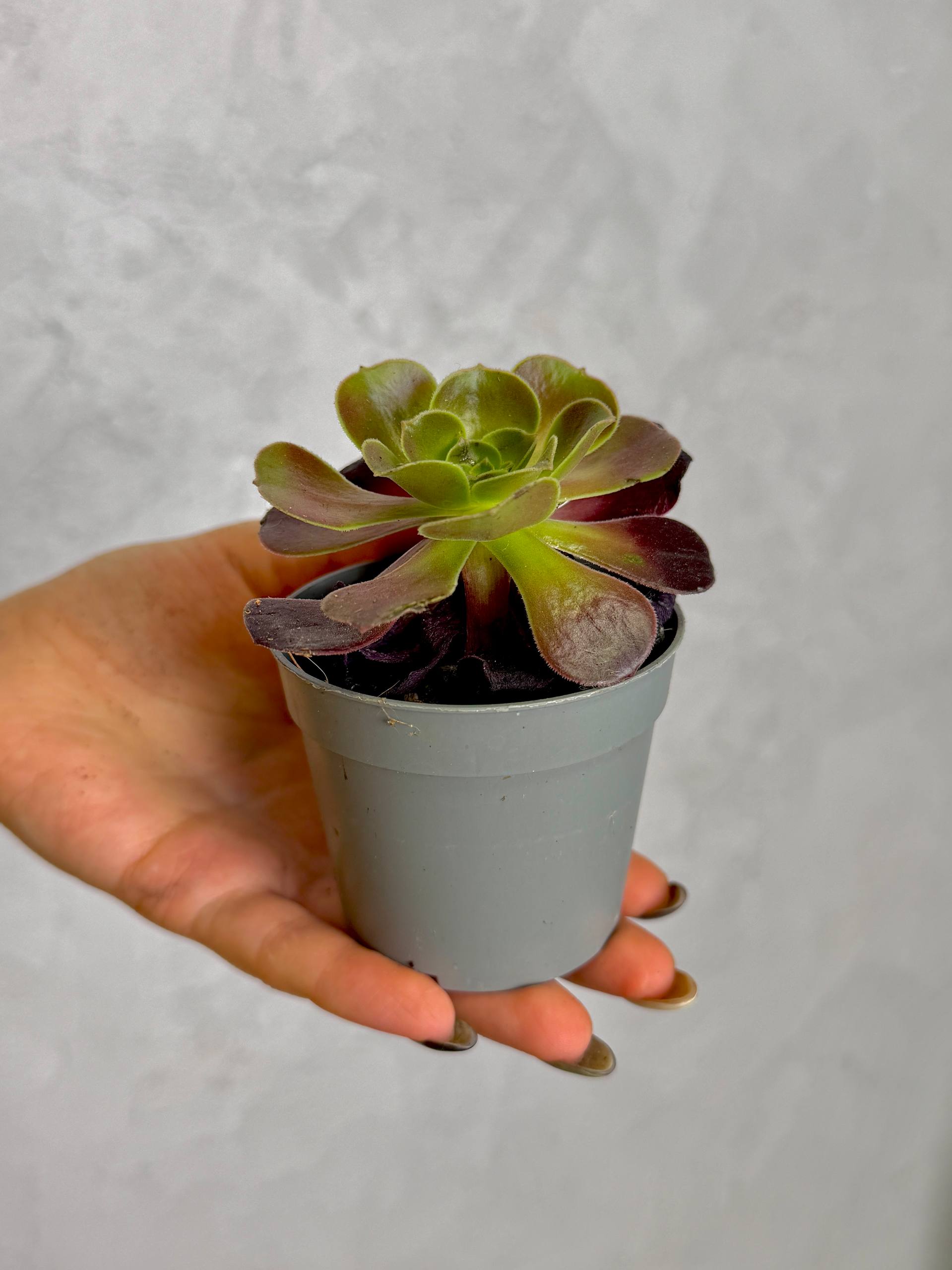 Эониум Велюр (Aeonium Velour) D6,5см
