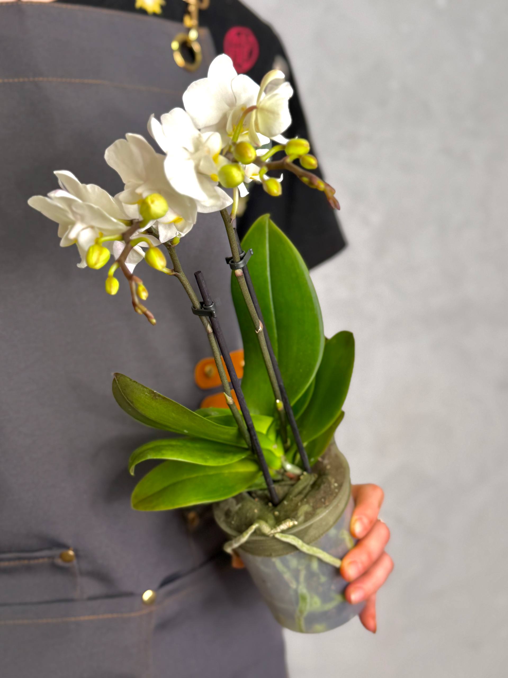 Орхидея Фаленопсис Мини Вайт (Phalaenopsis Multiflora White) D9см