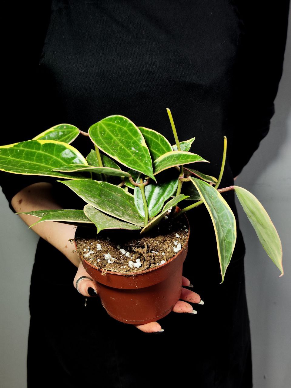 Хойя Макрофилла Альбомаргината (Hoya Macrophylla Albomarginata) D10см