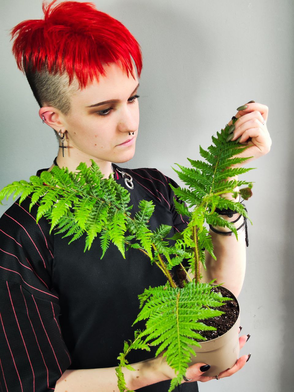 Древовидный Папоротник, или Циатея Австралис (Cyathea Australis) D12см
