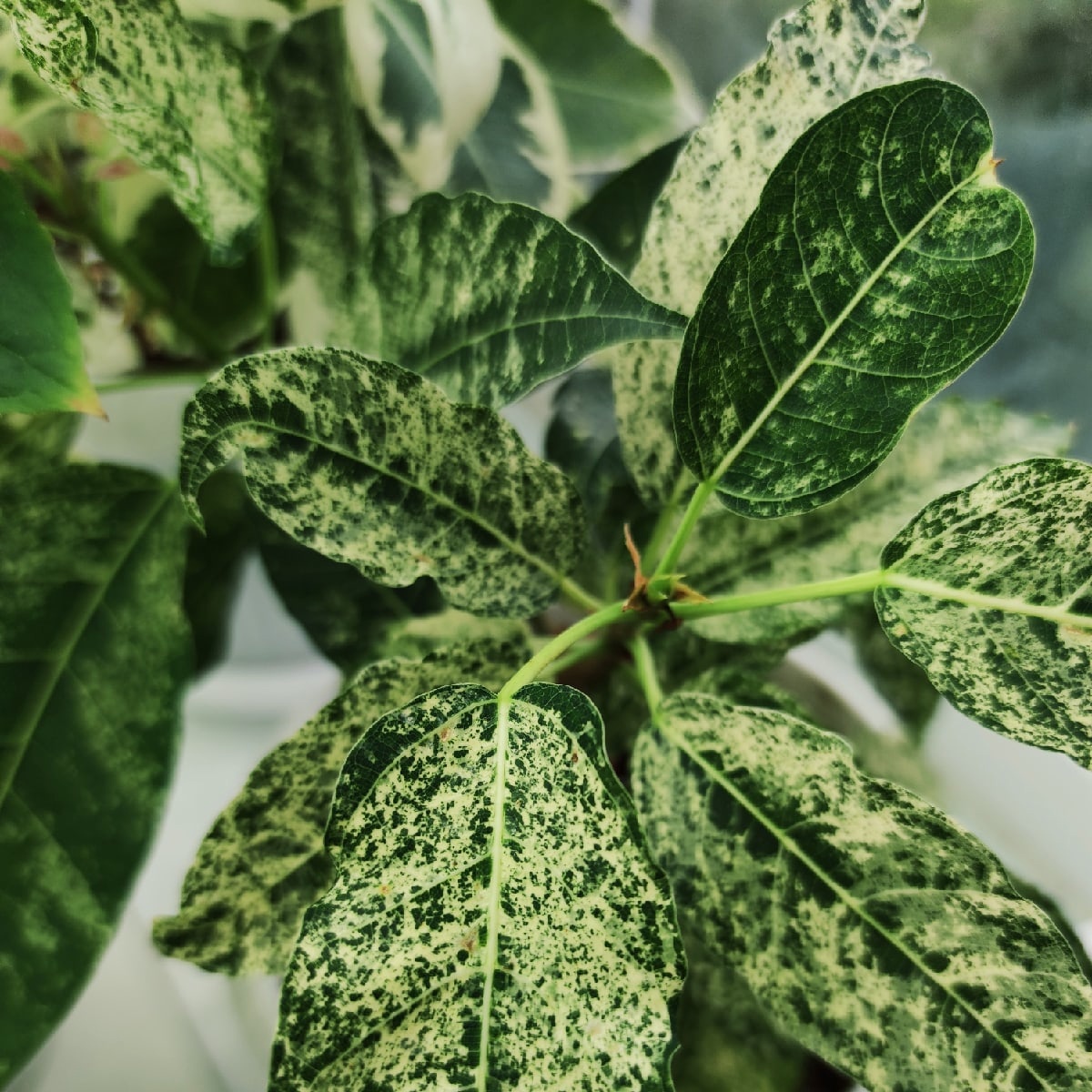 Фикус Альтиссима Нью Клон (Ficus Altissima New Clon) D6см