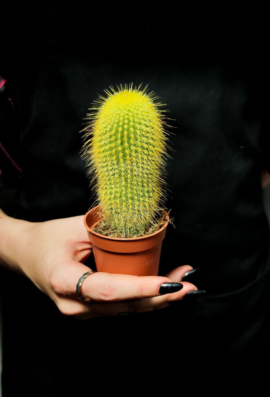 Нотокактус Ленингхауза, или Лимонный Шар (Notocactus Leninghausii) D5см