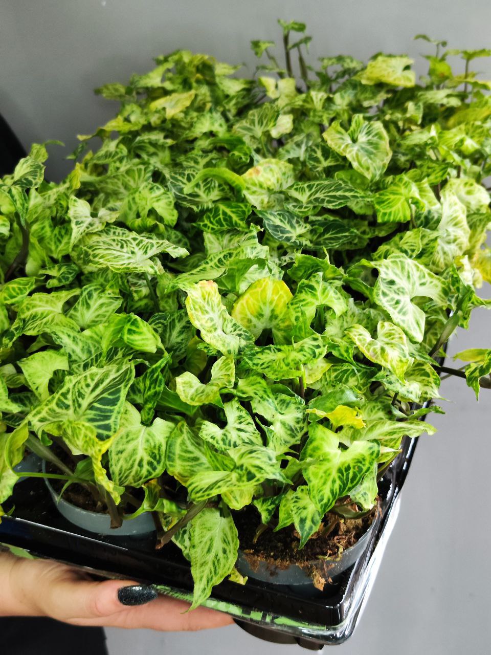 Сингониум Батик (Syngonium Batik) D11см