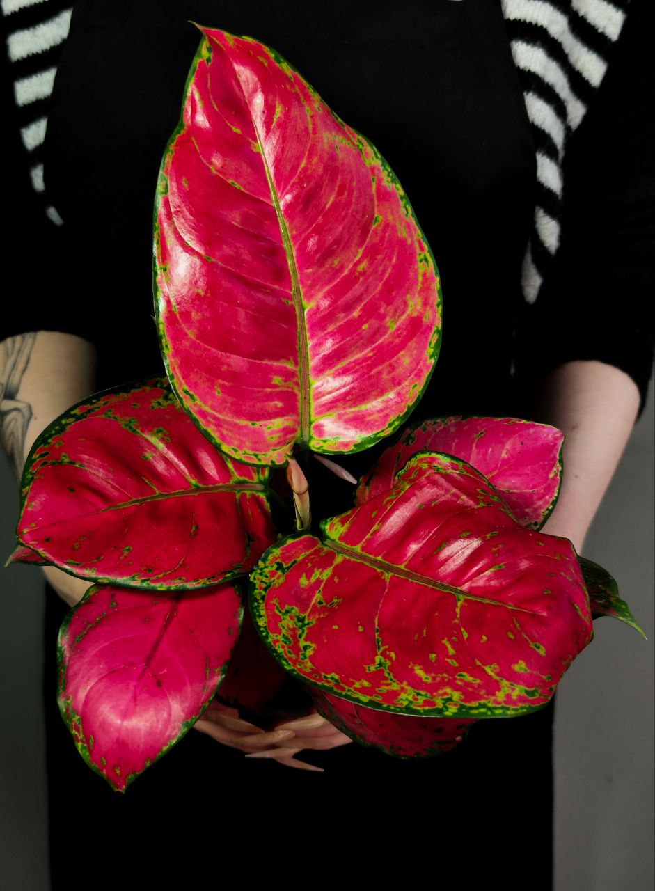 Аглаонема Ред Джой (Aglaonema Red Joy) D12см