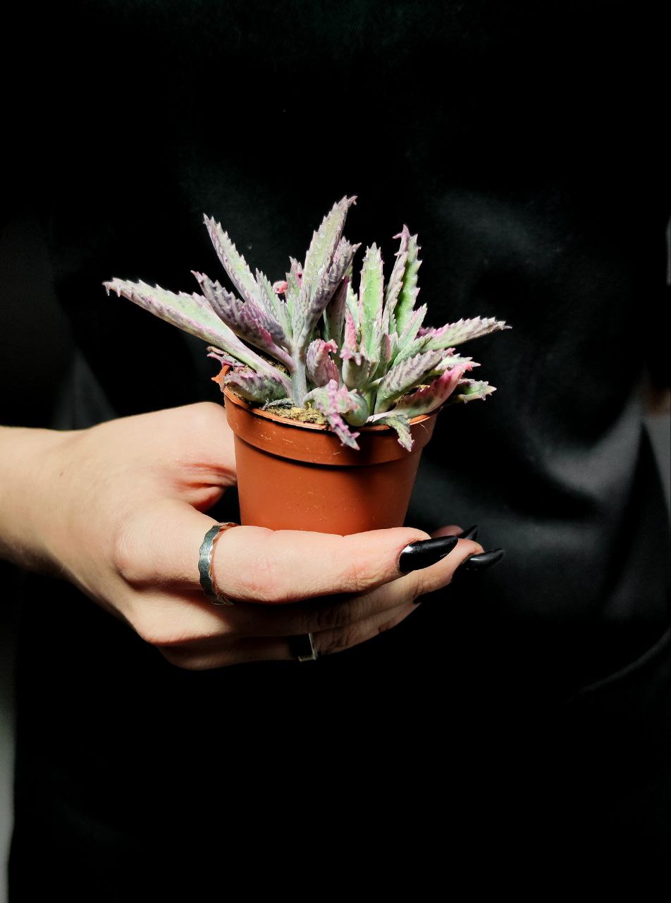 Каланхоэ Розовые Бабочки (Kalanchoe Pink Butterfly) D5см