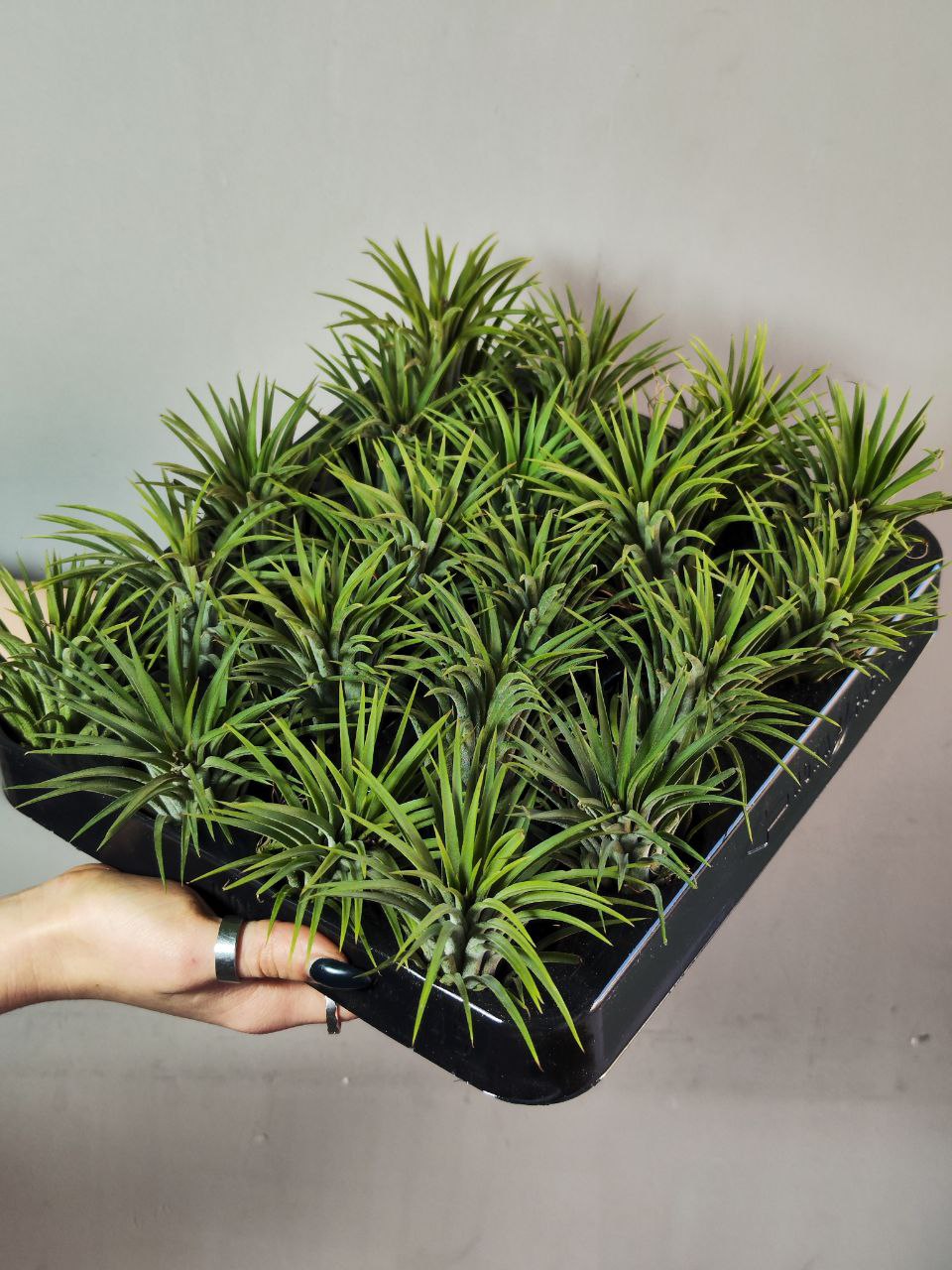 Тилландсия Ионанта Зеленая XL (Tillandsia Ionantha Green XL)