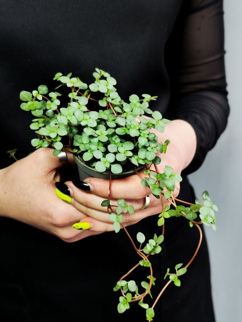 Пилея Глаукофилла Грейзи (Pilea Glaucophylla Greyzy) D6см