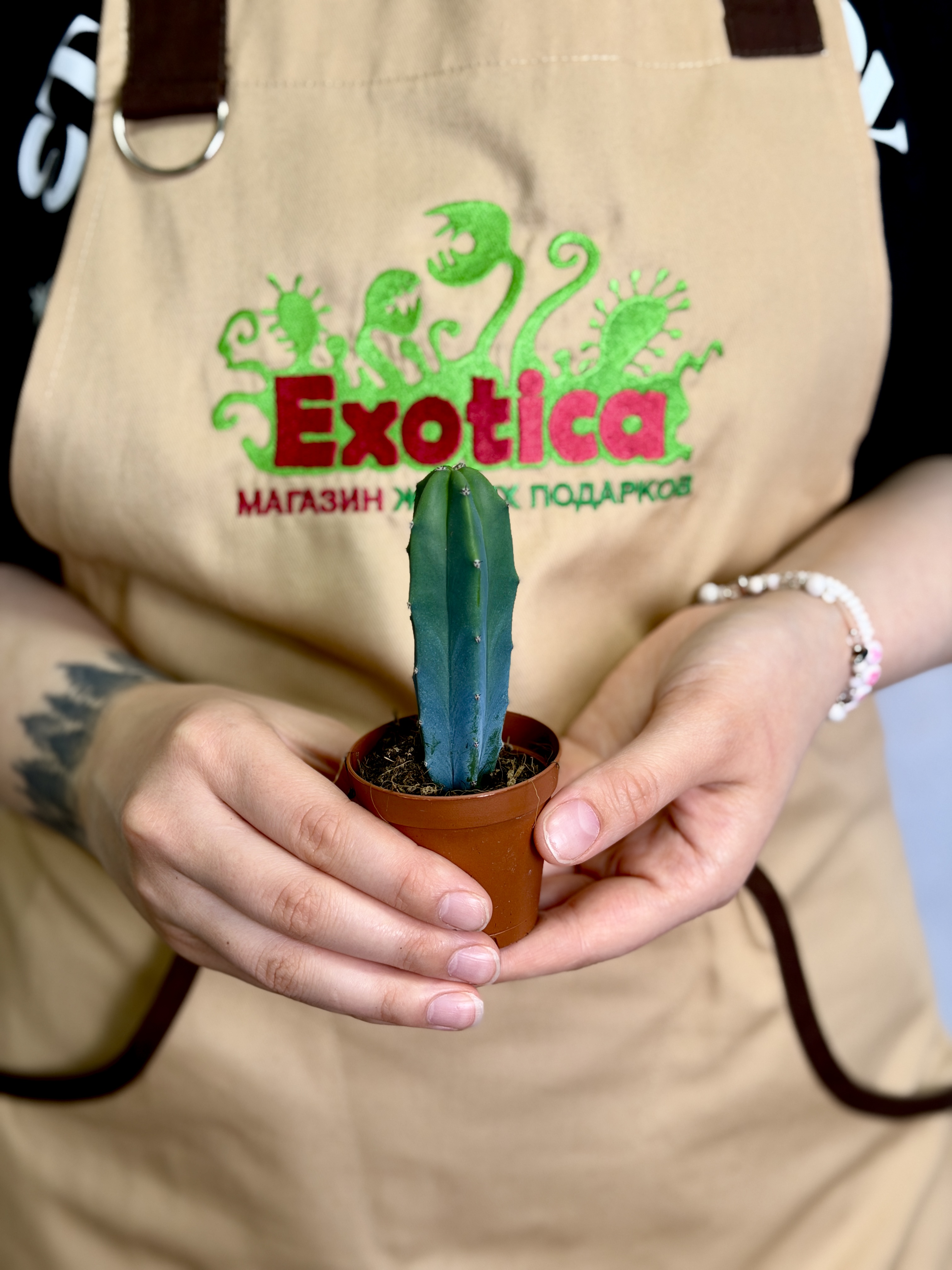 Миртиллокактус Геометрический (Myrtillocactus Geometrizans) D5см