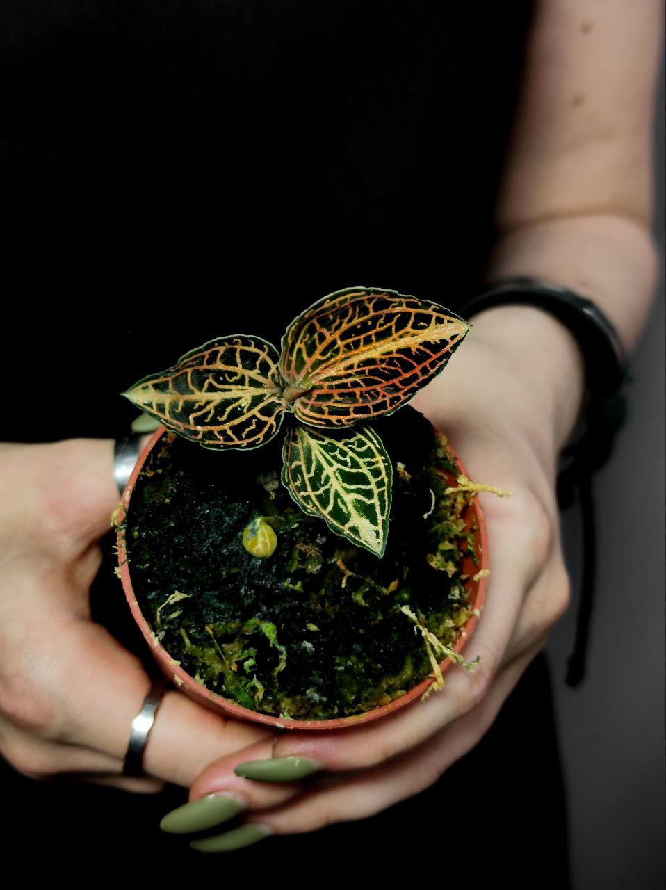 Орхидея Драгоценная Гибридная (Jewel Orchid Gibrid) D7см