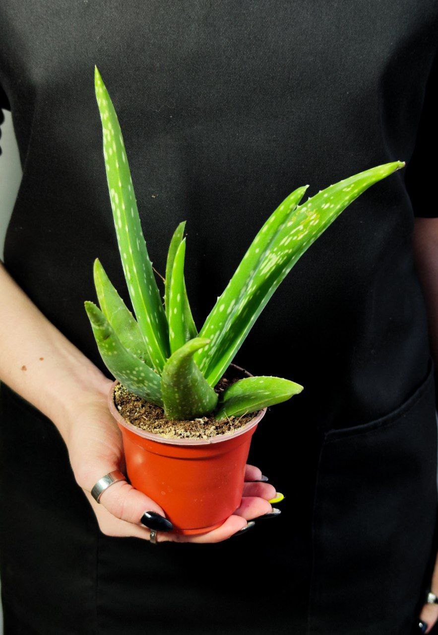 Алоэ Вера (Aloe Vera) D10см, растение