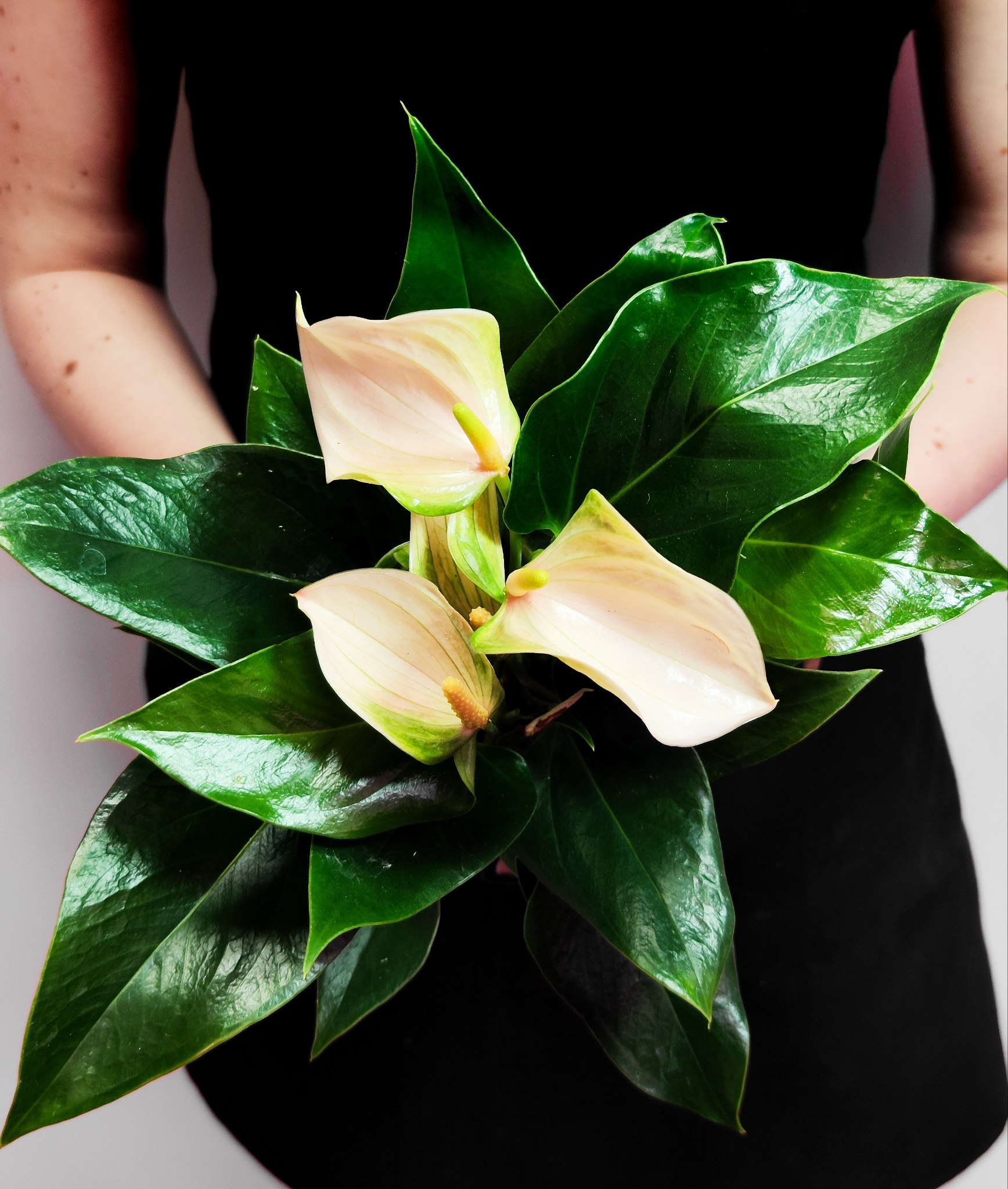 Антуриум Андреанум Джоли Пич (Anthurium Andreanum Joli Peach) D9см