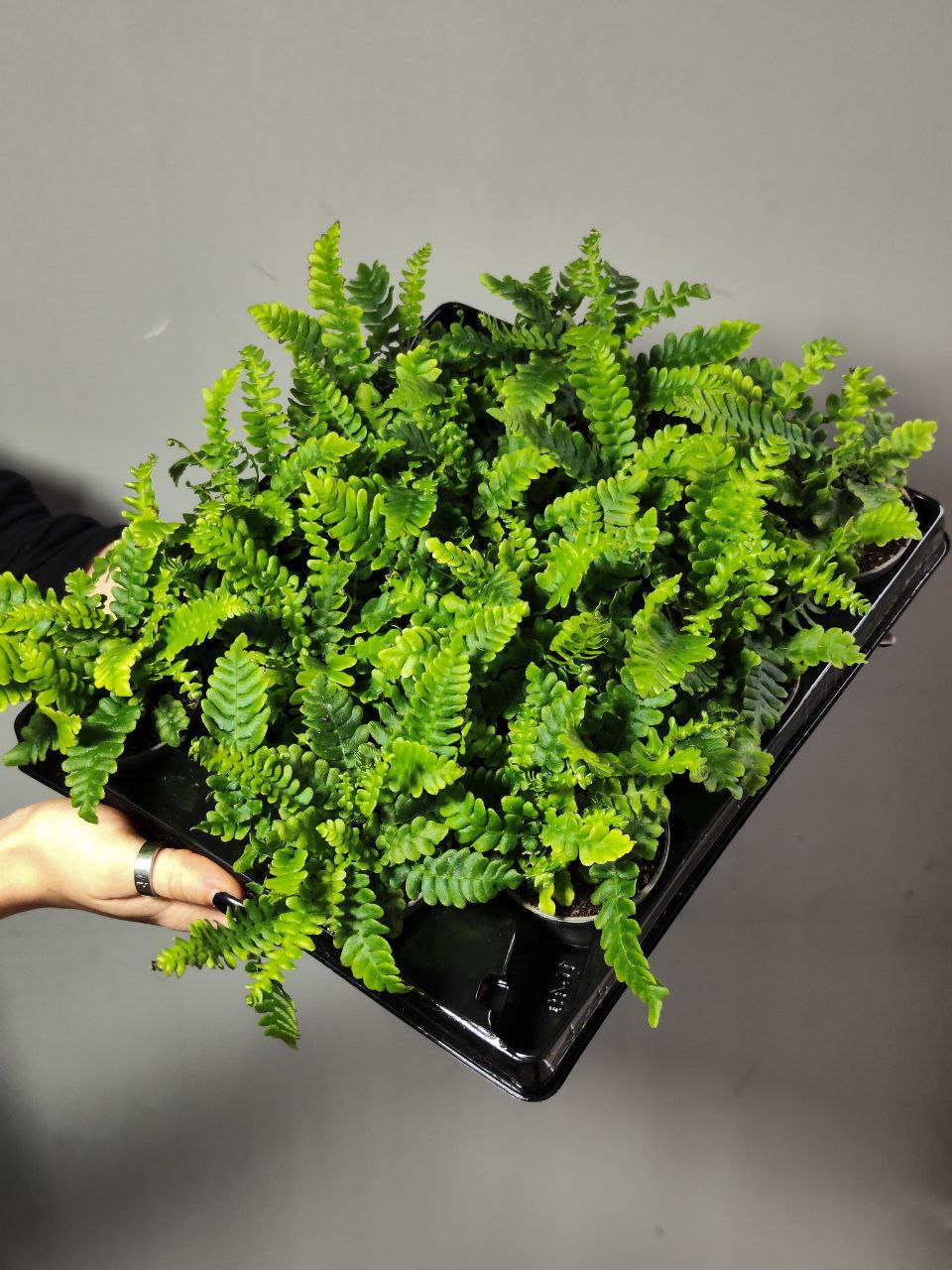 Папоротник Дербянка Колосистая (Blechnum Spicant) D6см