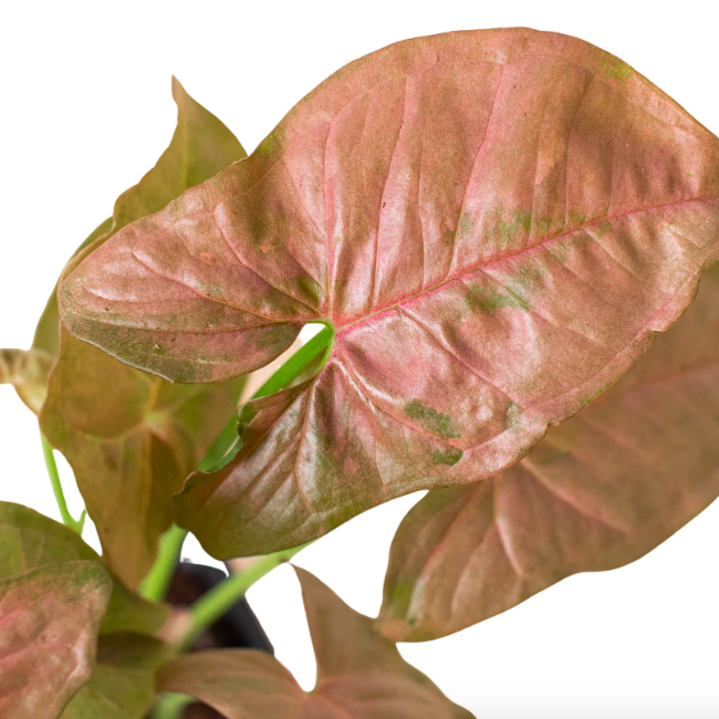 Cингониум Cтроуберри (Syngonium Strawberry) D12см