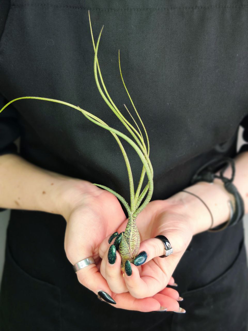 Тилландсия Бутзи (Tillandsia Butzii)