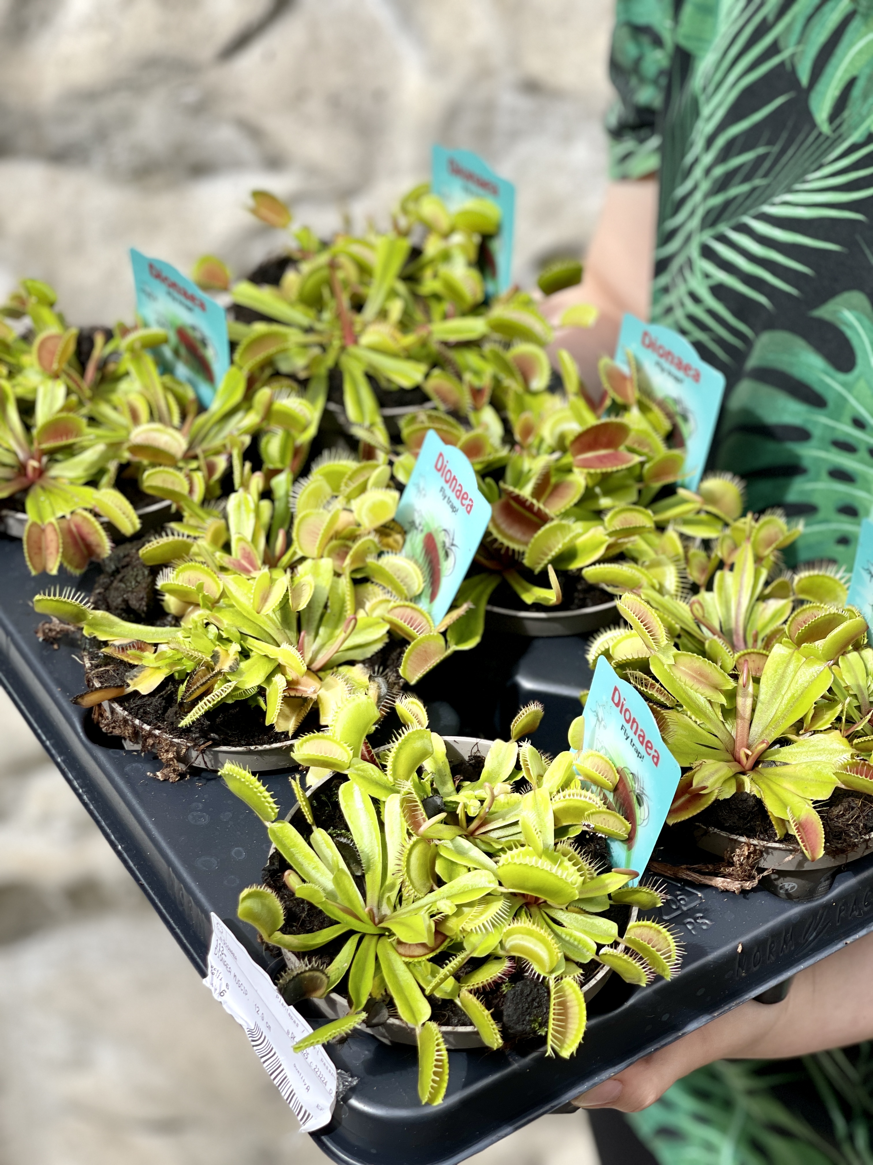 Венерина Мухоловка "Змей Горыныч" (Dionaea Muscipula) D12см