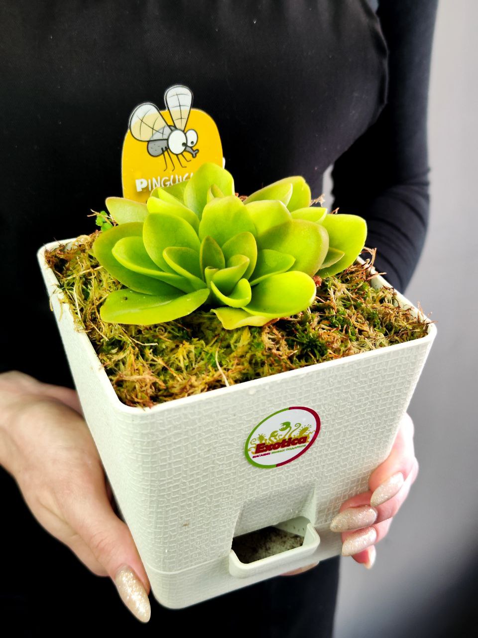 Жирянка Гватемала (Pinguicula Guatemala) D12см