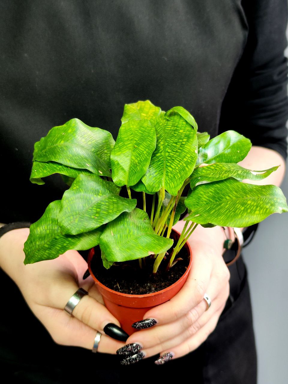 Калатея Нетворк (Calathea Network) D7см