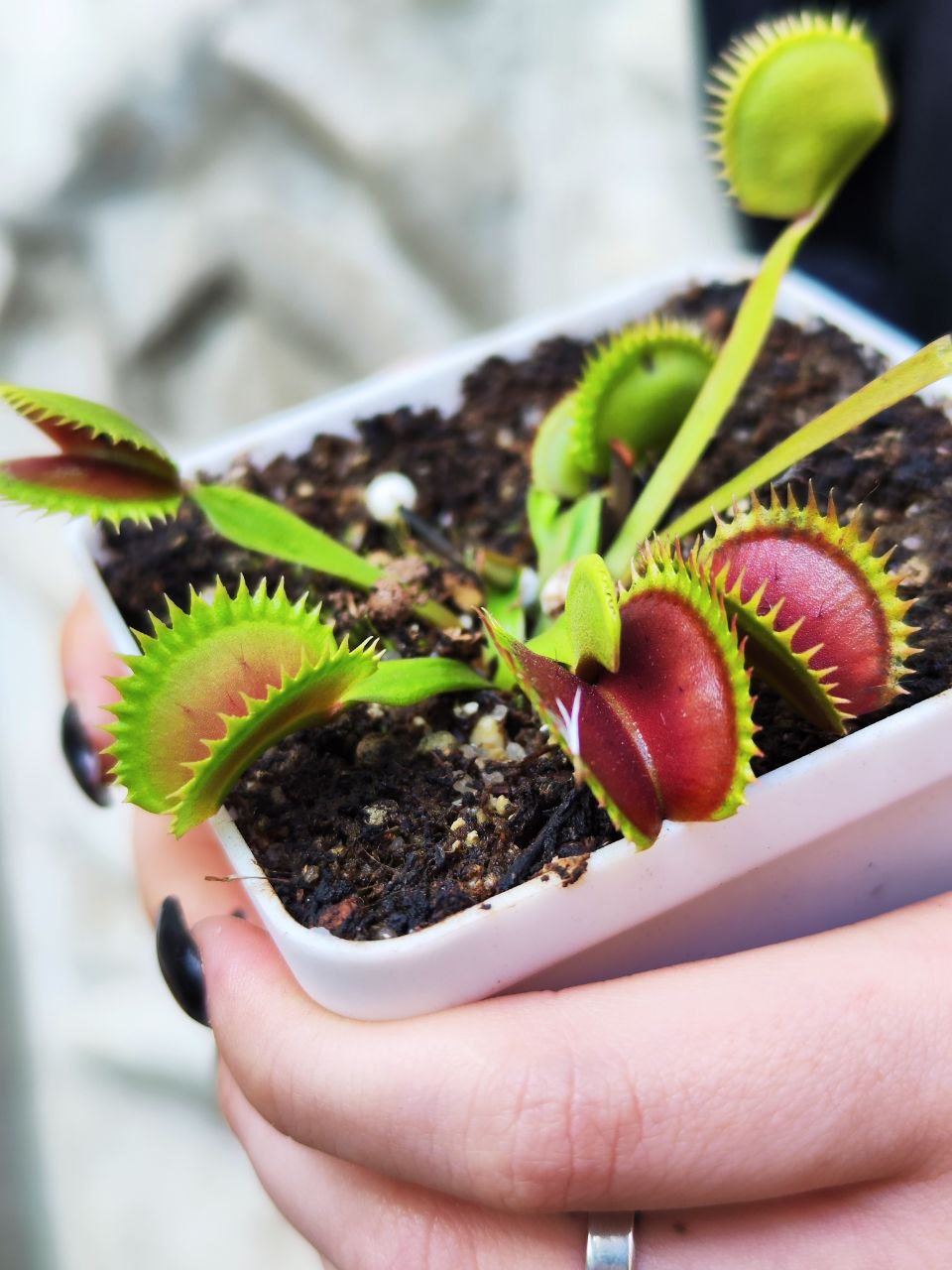 Венерина Мухоловка Гигантская Пилообразнозубая (Dionaea Muscipula South West Giant x Sawtooth) D9см