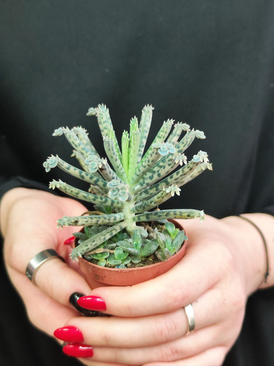 Каланхоэ Тубифлора, или Трубкоцветное (Kalanchoe Tubiflora) D5см