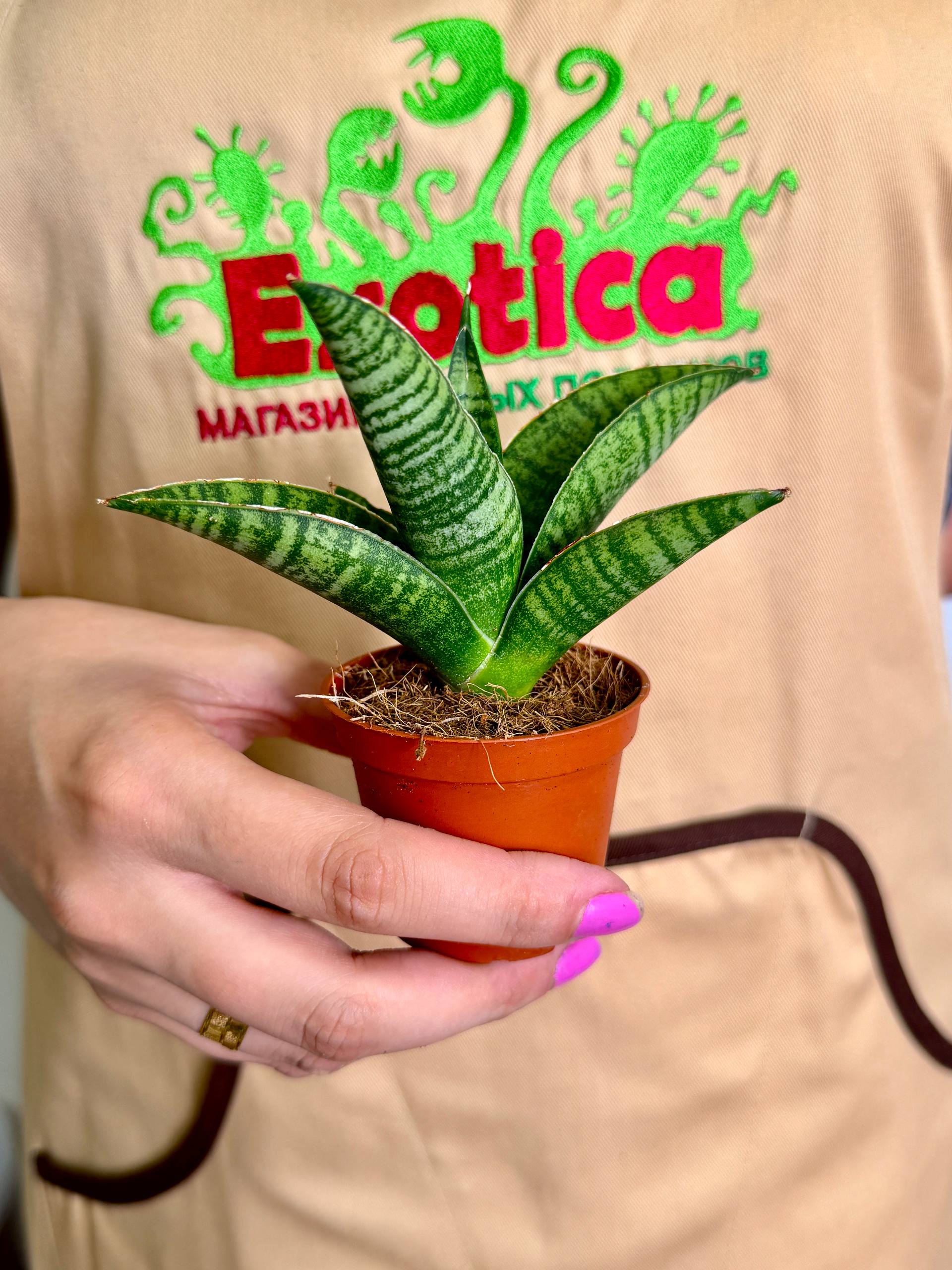 Сансевиерия Годжо (Sansevieria Hybrid Gojo) D6см