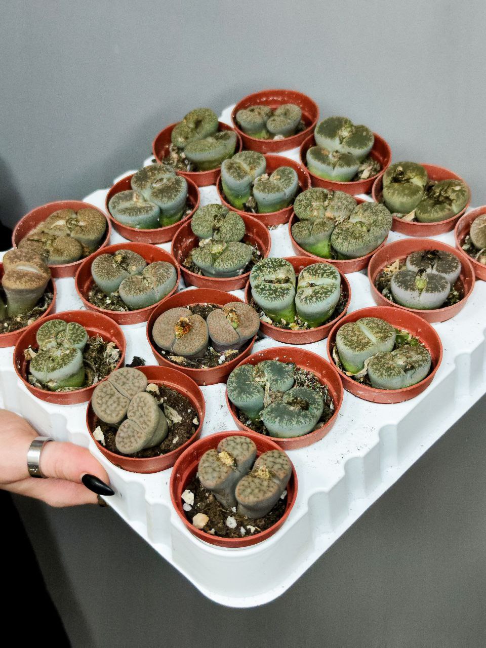 Литопсы Парочка (Lithops Duo) D5см