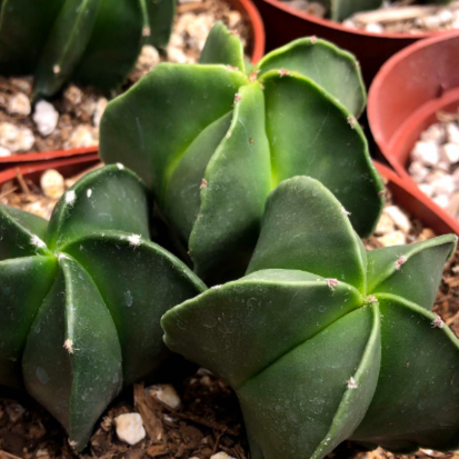 Астрофитум Груп (Astrophytum Group) D5см