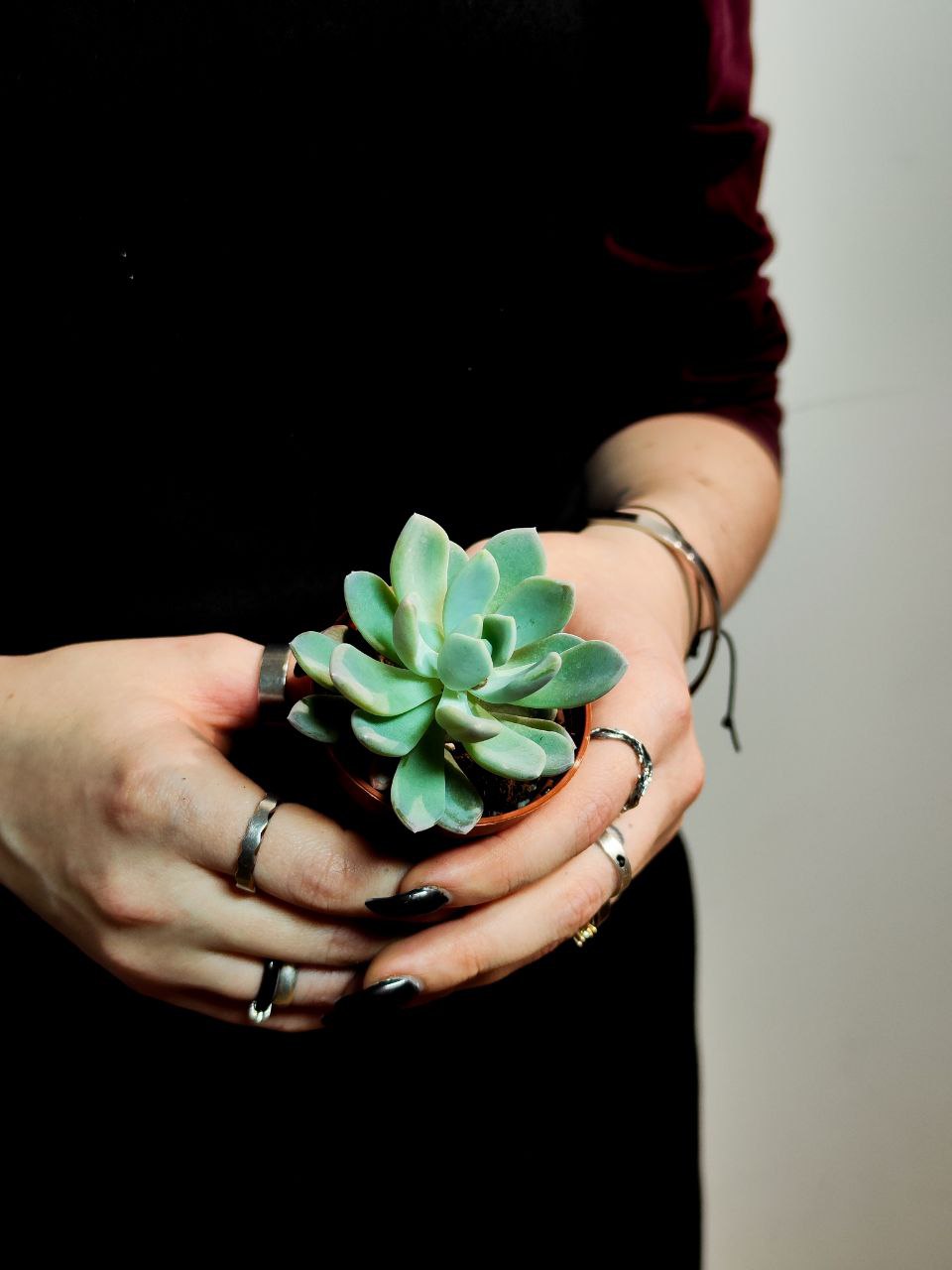 Пахиверия Клавата (Pachyveria Clavata) D5см
