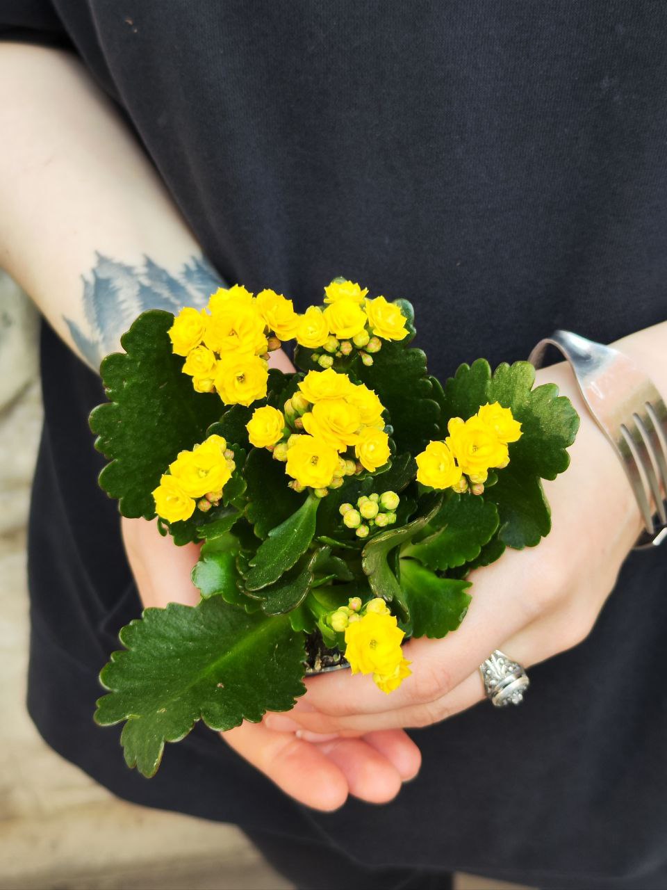 Каланхоэ Розалина Желтая (Kalanchoe Rosalina Yellow) D6см