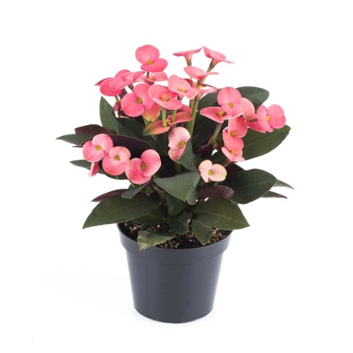 Эуфорбия Миля Розовая (Euphorbia Milii Athene) D6см