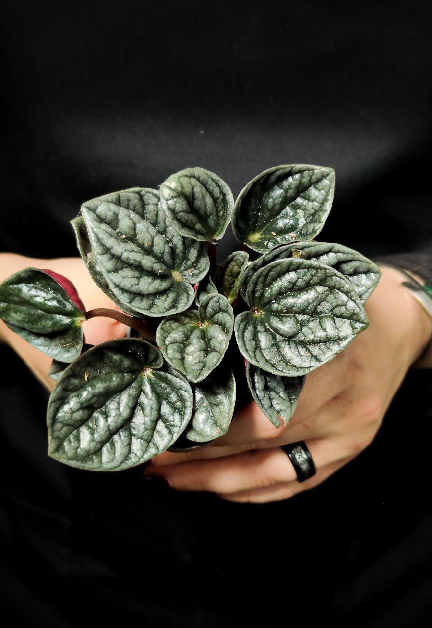 Пеперомия Каперата Каракас (Peperomia Caracas) D5см