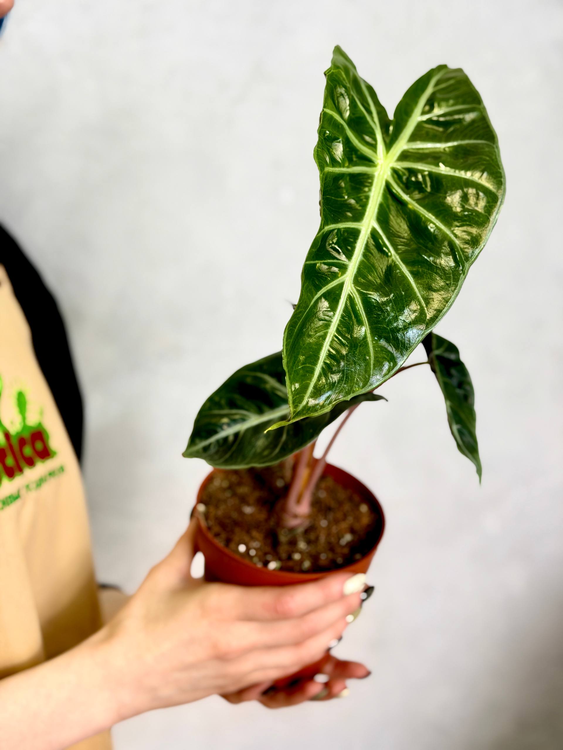 Алоказия Пинк Драгон (Alocasia Pink Dragon) D12см
