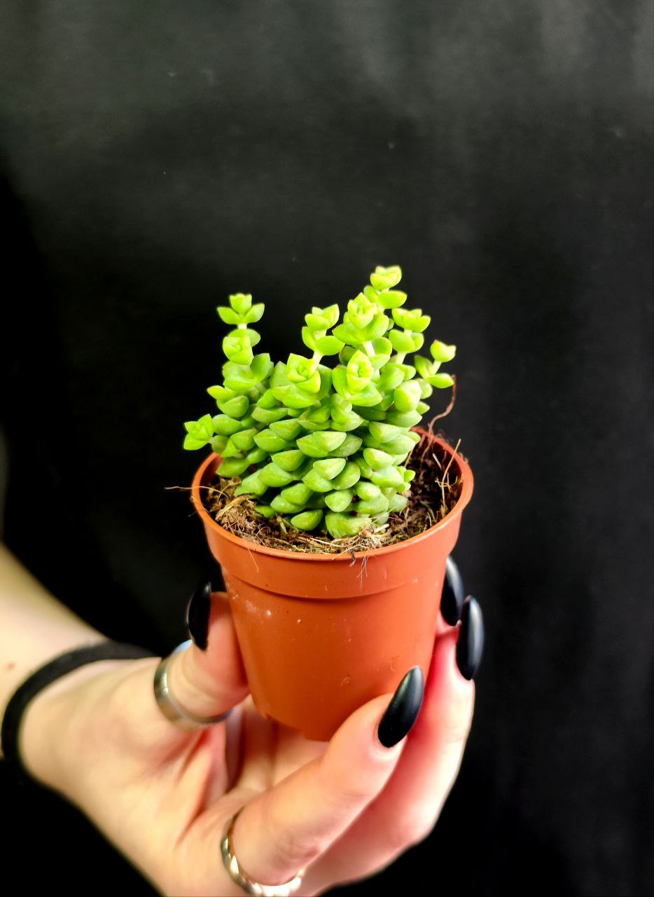 Крассула Рупестрис Том Тумб (Crassula Tom Thumb) D5см