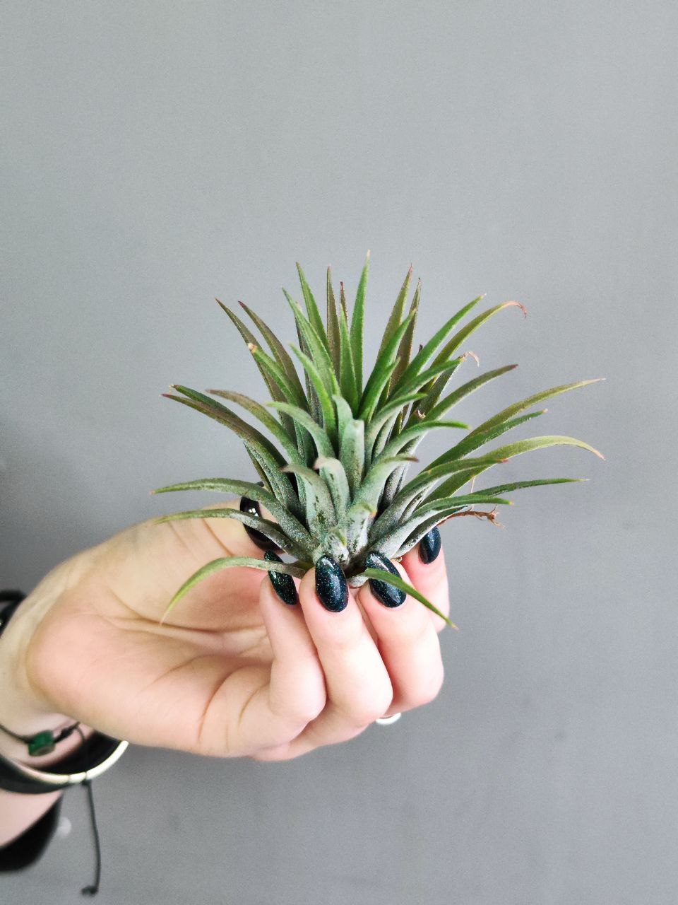Тилландсия Ионанта Зеленая XL (Tillandsia Ionantha Green XL)