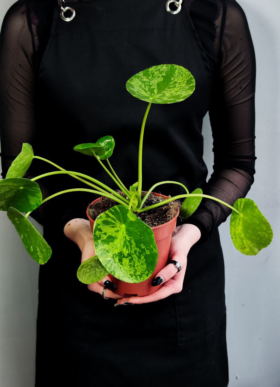 Пилея Пеперомиевидная Мохито (Pilea peperomioides Mojito) D12см