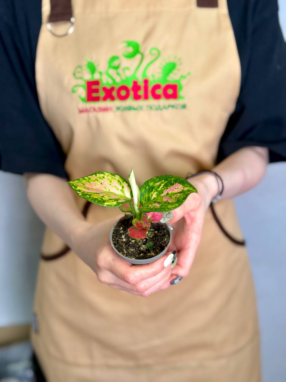 Аглаонема Бьюти (Aglaonema Beauty) D6см
