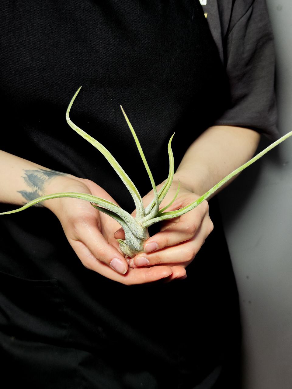 Тилландсия Голова Медузы Большая (Tillandsia Caput Medusae Magnus)