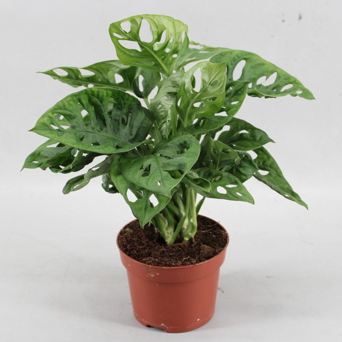 Монстера Адансона (Monstera Adansonii) D11см