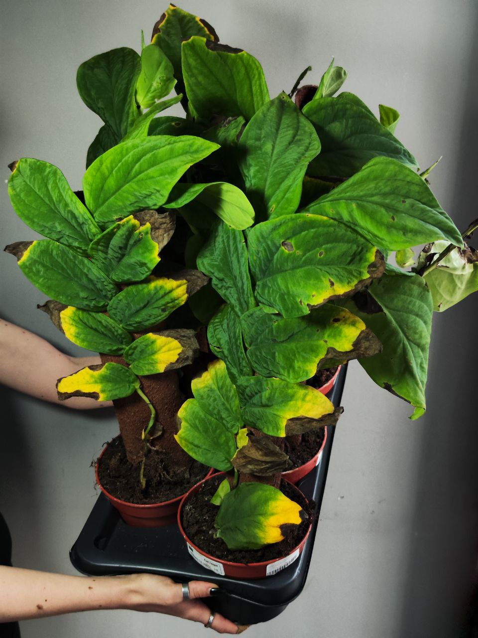 Рафидофора Кортхалса УЦЕНЕННАЯ (Rhaphidophora Korthalsii) D14см