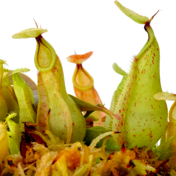 Непентес Раффлезиана (Nepenthes Rafflesiana) D7см
