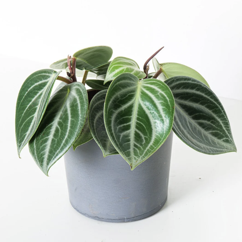 Пеперомия Саркофилла (Peperomia Sarcophylla) D12см