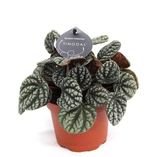 Пеперомия Сморщенная Бурбелла (Peperomia Сaperata Burbella) D11см